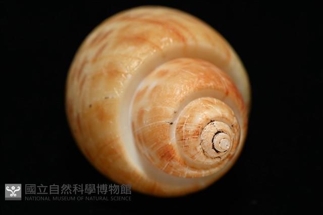 彩繪型深溝鳳螺藏品圖，第15張