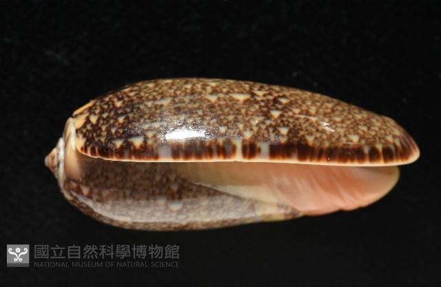 金唇榧螺藏品圖，第15張