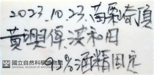 花冠海燕藏品圖，第15張