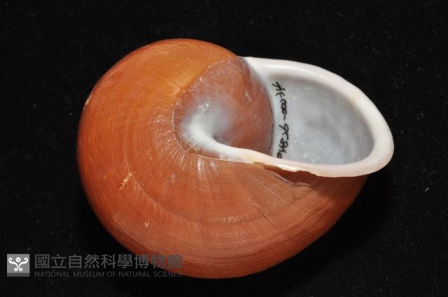 未知種光澤蝸牛藏品圖，第15張