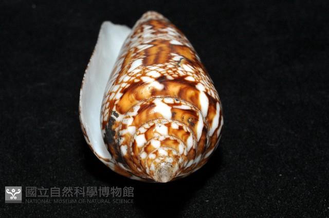 孟加拉芋螺藏品圖，第15張