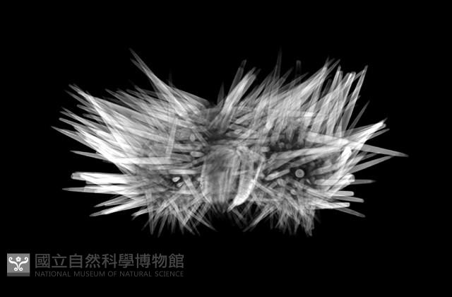 梅氏長海膽藏品圖，第15張