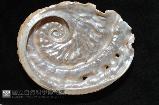 旋梯鮑螺藏品圖，第15張