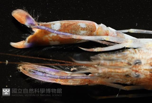 劍脊槍蝦藏品圖，第15張