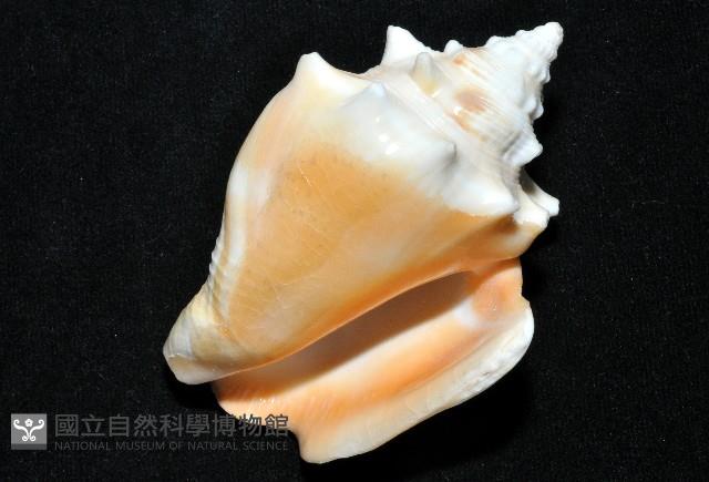 金拳鳳凰螺藏品圖，第15張