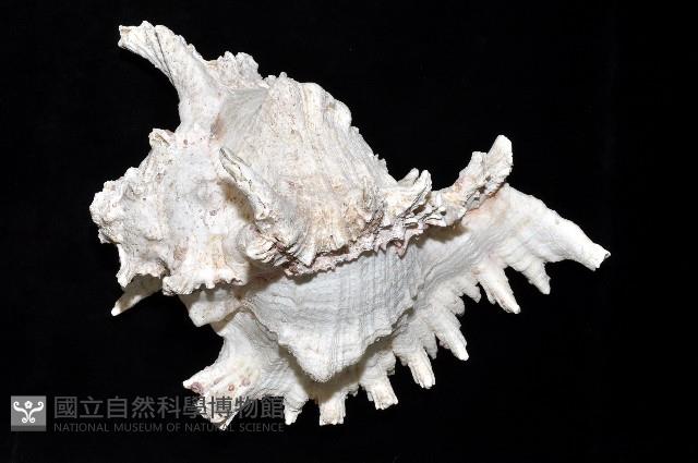 大千手螺藏品圖，第15張