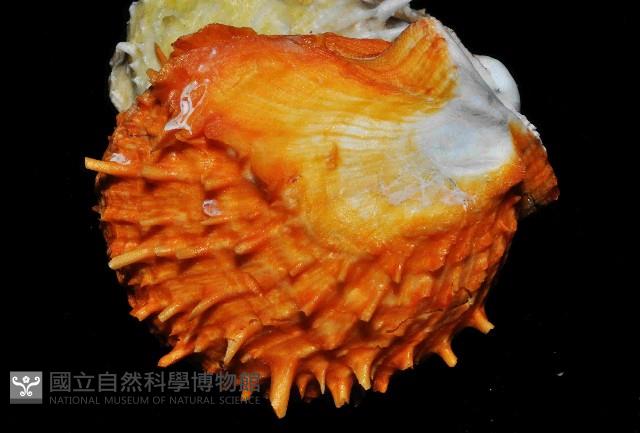 黃金海菊蛤藏品圖，第15張