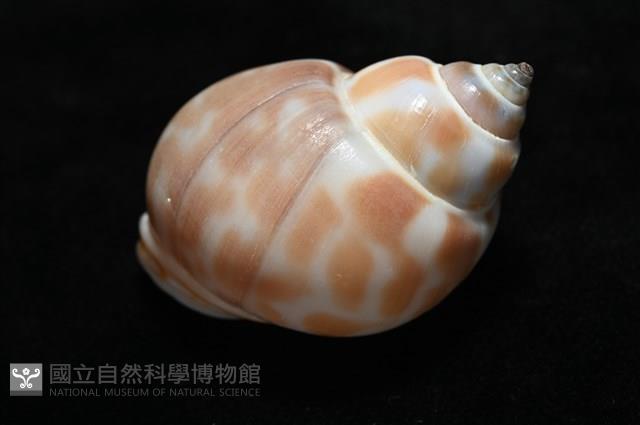 妃珍鳳螺藏品圖，第15張