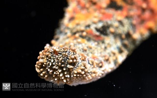 未知種瘤海星藏品圖，第15張