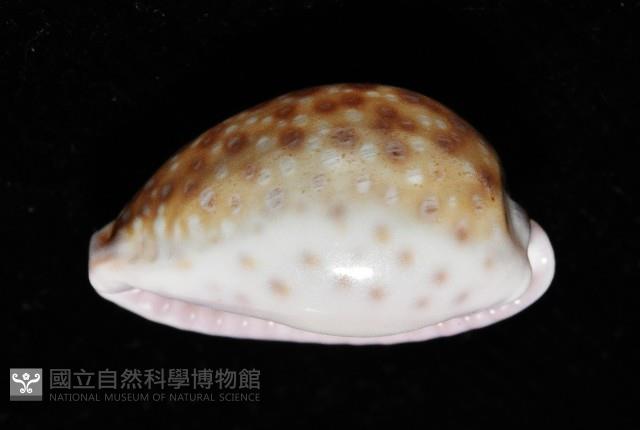 紫緣寶螺藏品圖，第15張