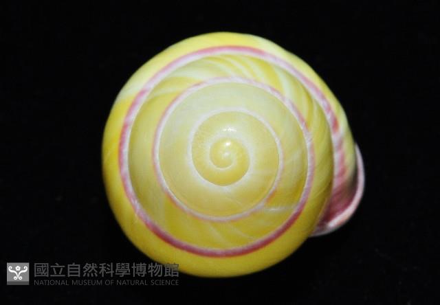 環紋光澤蝸牛藏品圖，第15張