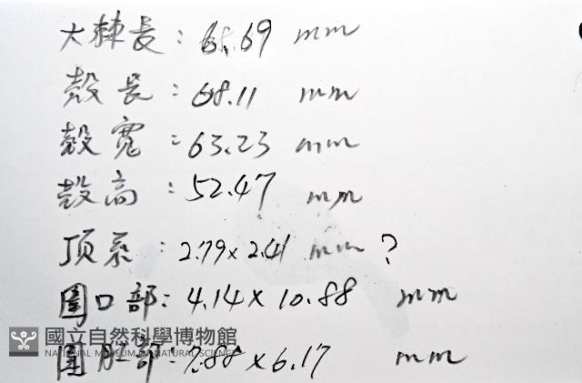中華釜海膽藏品圖，第15張