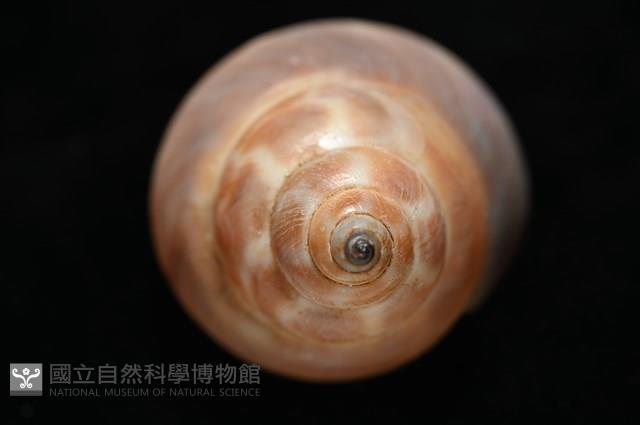 錫蘭鳳螺藏品圖，第15張