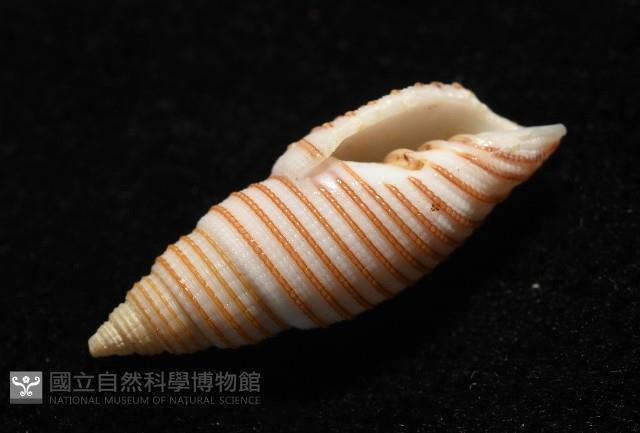 巧彫筆螺藏品圖，第15張