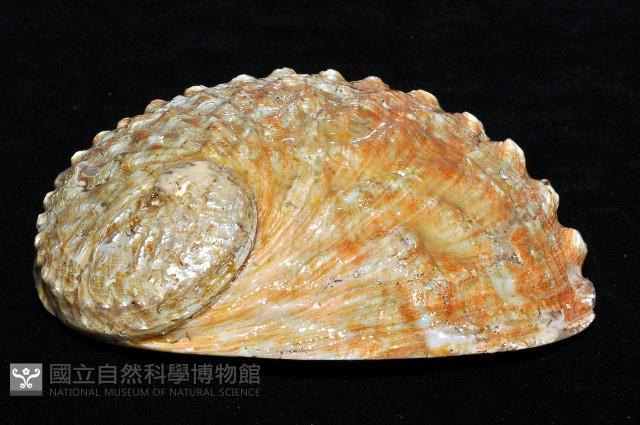 赤金鮑螺藏品圖，第16張