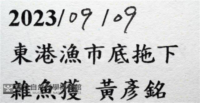 紋大茗荷藏品圖，第15張
