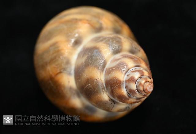 臺灣鳳螺藏品圖，第15張