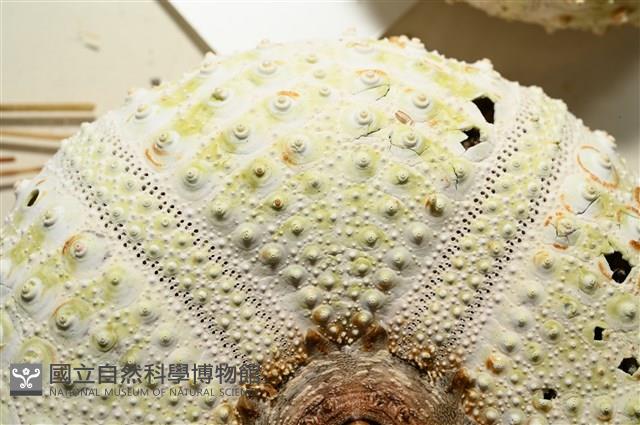 裸隱肛海膽藏品圖，第15張