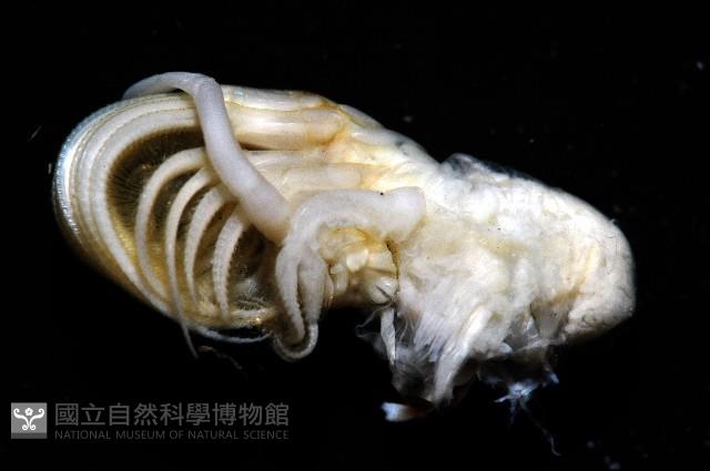 龜藤壺藏品圖，第15張