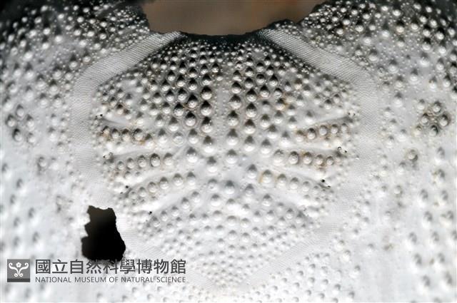 心形海壺藏品圖，第15張