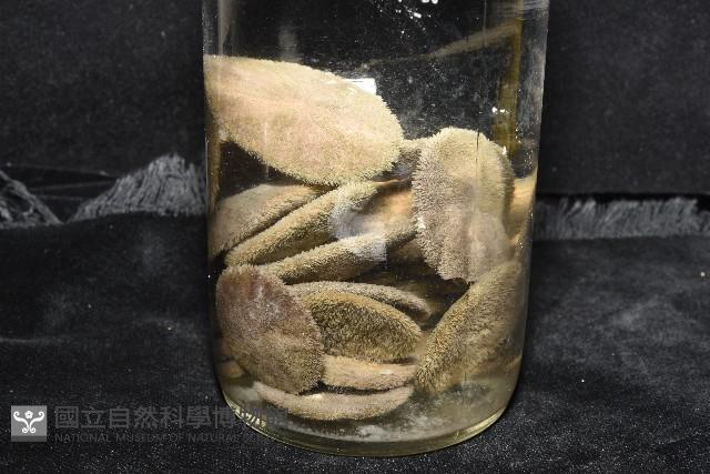 盾形網溝海膽藏品圖，第15張