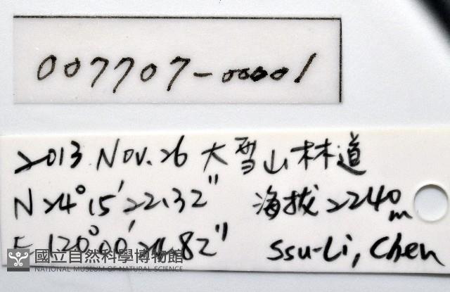 背斑偽盾刺盲蛛藏品圖，第15張