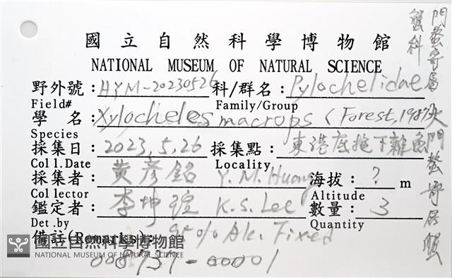 大門螯(大輕石)寄居蟹藏品圖，第15張