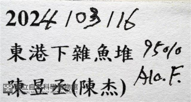 圓盾饅頭蟹藏品圖，第15張