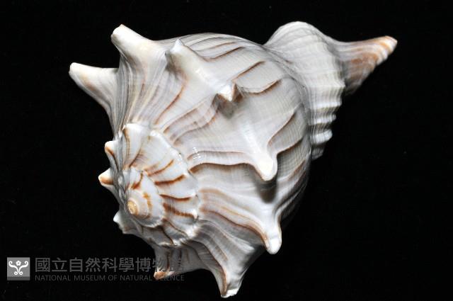 左旋角香螺藏品圖，第15張