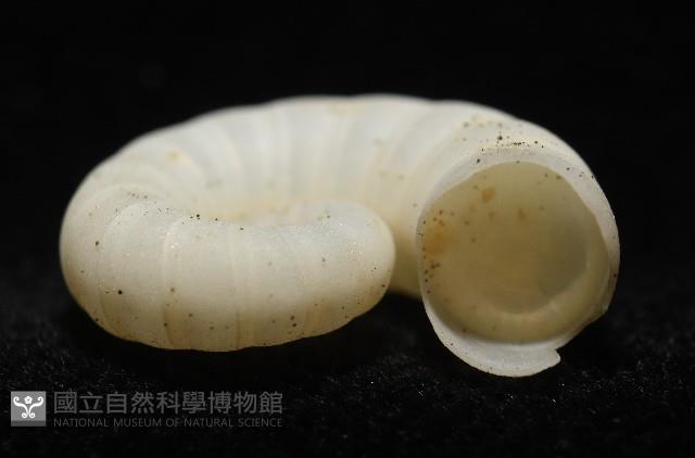 卷殼烏賊(旋殼烏賊)藏品圖，第15張