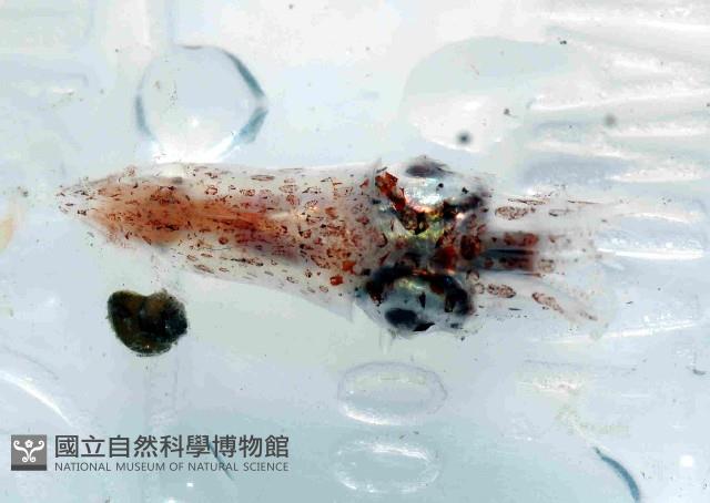 未知種爪魷藏品圖，第15張