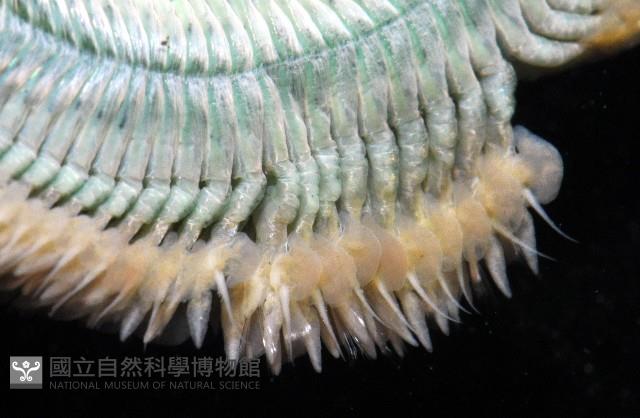 雙齒圍沙蠶藏品圖，第15張