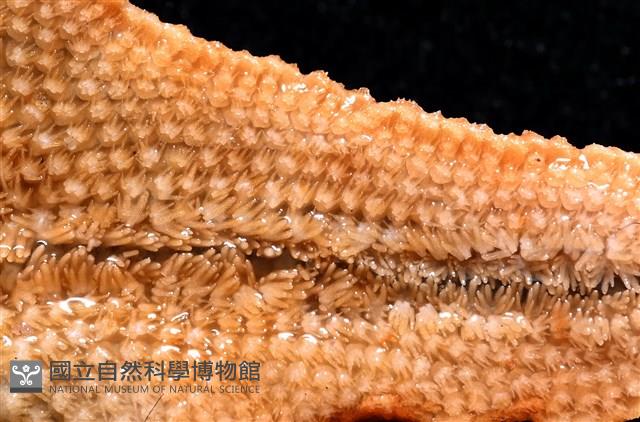 林氏海燕藏品圖，第15張