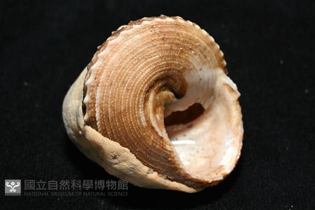 造殼海葵之一種藏品圖，第15張