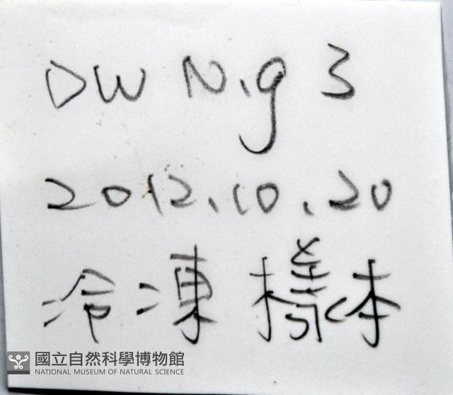 小灰玉螺藏品圖，第15張