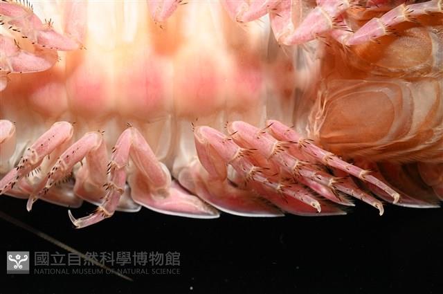 道氏深水虱藏品圖，第15張