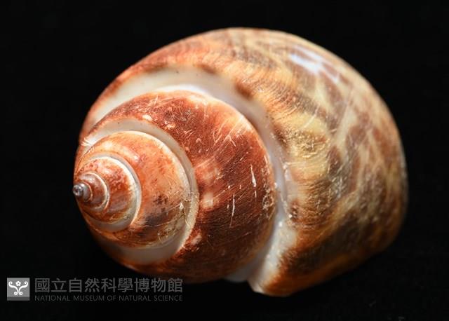 深溝鳳螺藏品圖，第15張