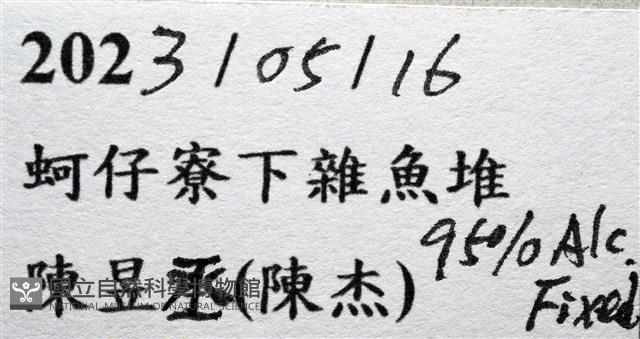 山羊饅頭蟹藏品圖，第15張