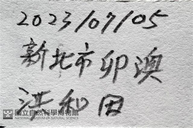 少篩蛇海星藏品圖，第15張