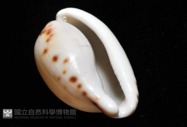 小無齒寶螺藏品圖，第15張