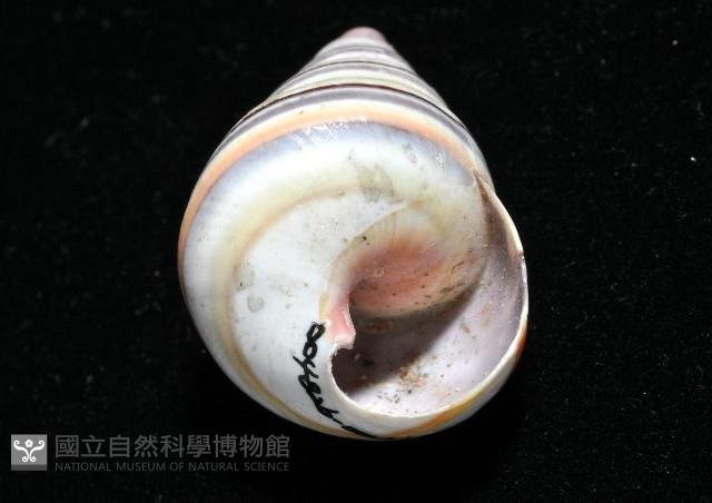 彩虹蝸牛藏品圖，第15張