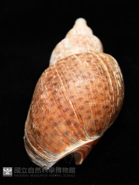 南非鳳螺藏品圖，第15張