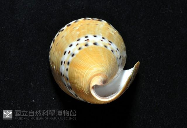 鼬鼠芋螺藏品圖，第15張