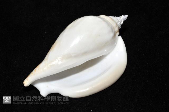圓袖鳳凰螺藏品圖，第15張
