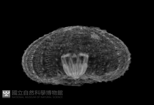 芮氏刻肋海膽藏品圖，第15張