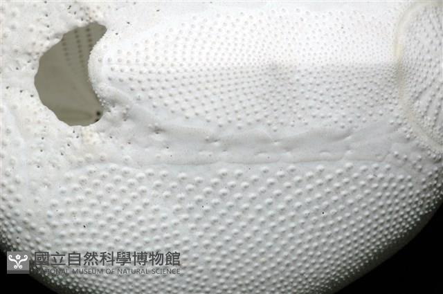 心形海壺藏品圖，第15張