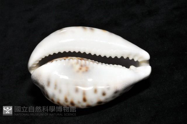 黑星寶螺藏品圖，第15張