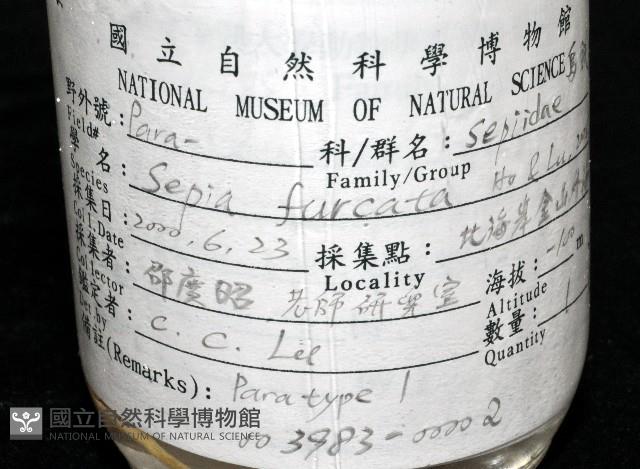 叉尾烏賊藏品圖，第15張