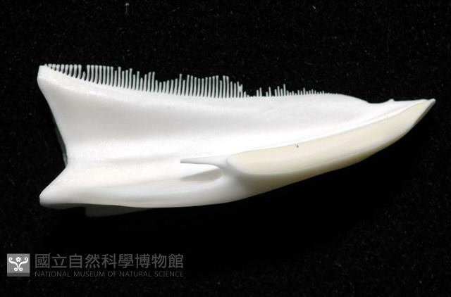 石筆海膽(鉛筆海膽)藏品圖，第15張