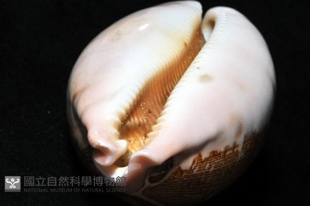 泛紅地圖寶螺藏品圖，第15張